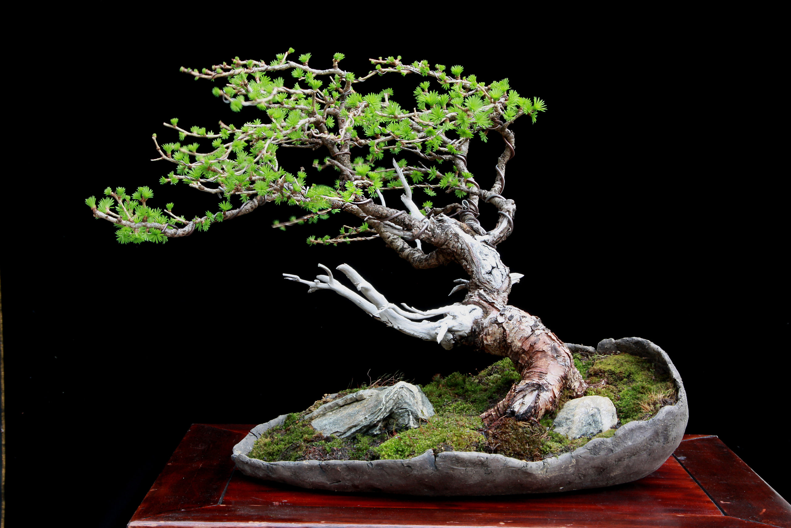 Home - Bonsai Club Tirol
