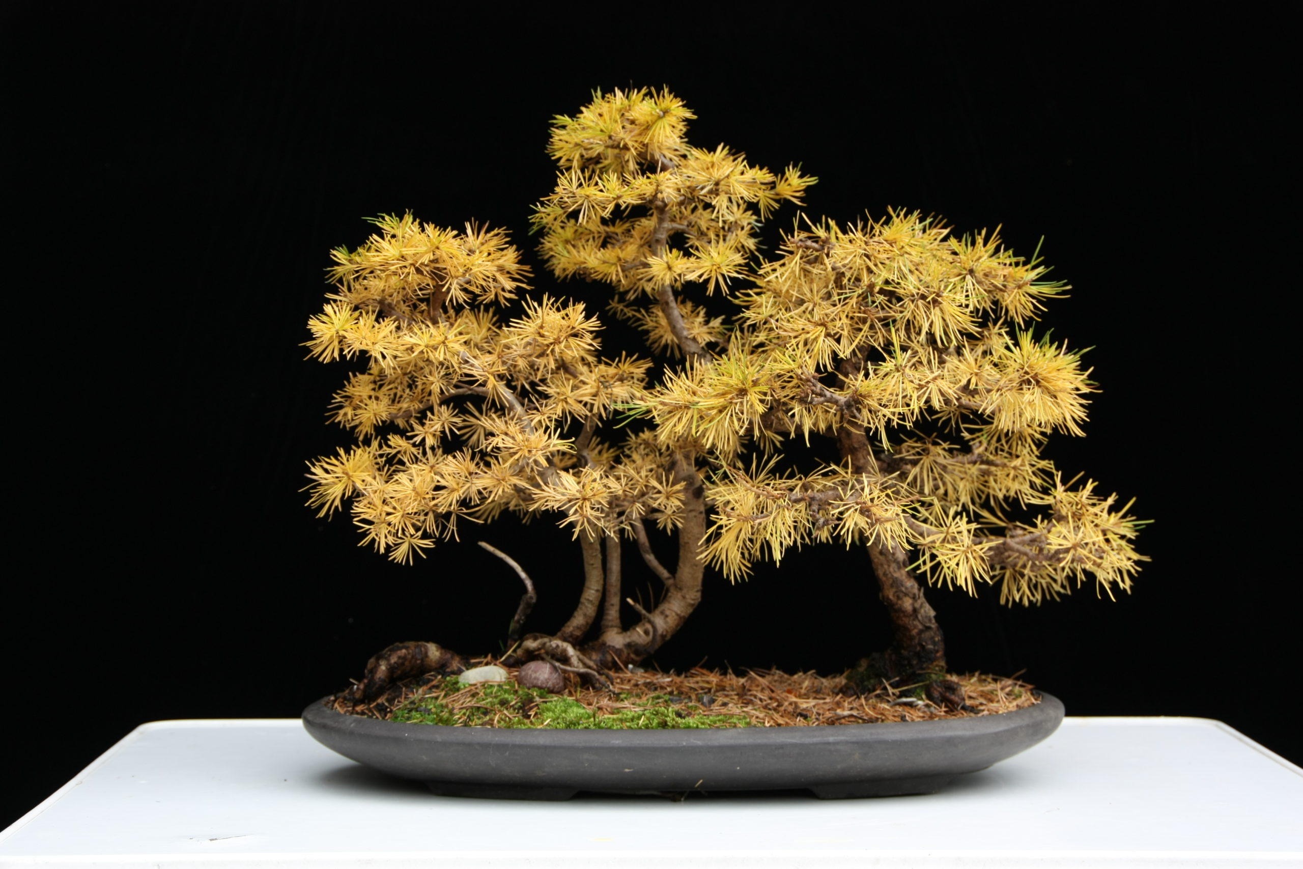 engrais bonsai organique Engrais ProviPlant Bonsa : Pour bonsas d'intrieur et d'extrieur